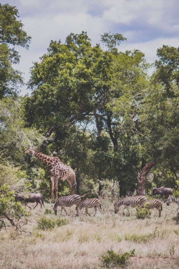 Stay Near Ngorongoro – Skylark Hotel, Karatu