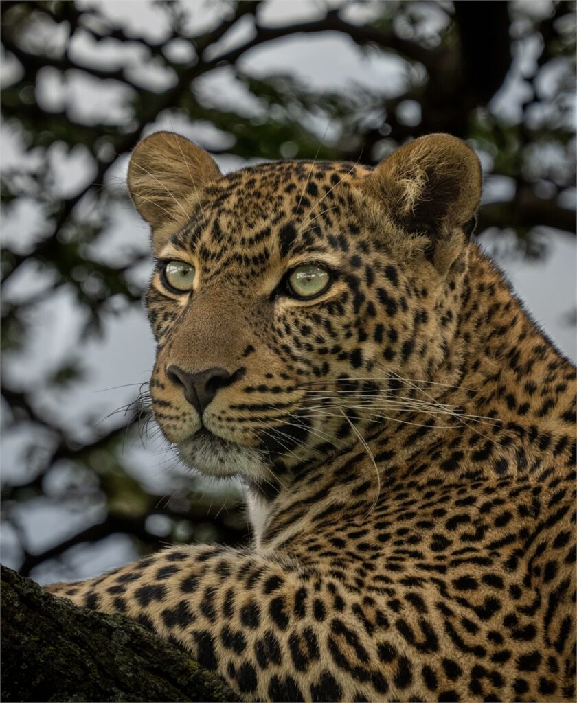 Stay Near Ngorongoro – Skylark Hotel, Karatu