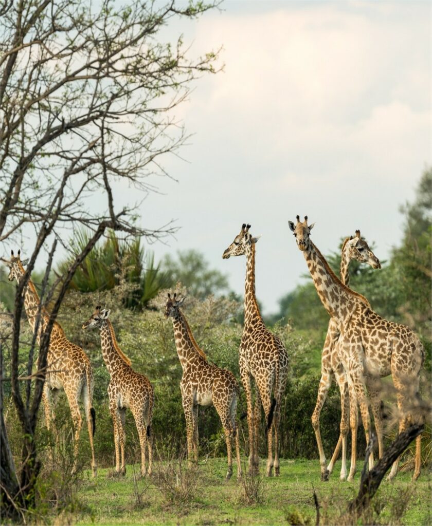 Stay Near Ngorongoro – Skylark Hotel, Karatu