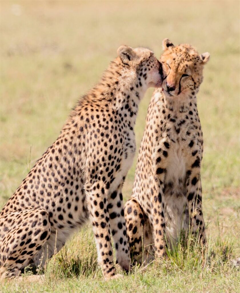 Stay Near Ngorongoro – Skylark Hotel, Karatu
