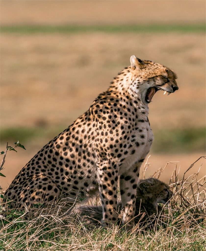 Stay Near Ngorongoro – Skylark Hotel, Karatu